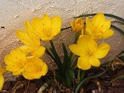 Sternbergia lutea Kalathenes 20251007 0001