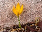 Sternbergia sicula 20250902 0001