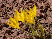 Sternbergia sicula 20250907 0002