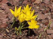 Sternbergia sicula 20250907 0005
