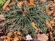 Sternbergia sicula 20251124 0001