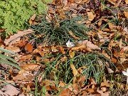 Sternbergia sicula 20251124 0003