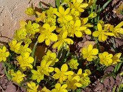 Sternbergia sicula Hans 20251015 0002