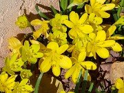 Sternbergia sicula Hans 20251015 0003