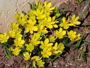 Sternbergia sicula Hans 20251015 0005