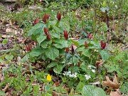 Trillium aff. cuneatum 202504160001
