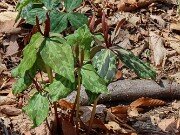 Trillium aff. cuneatum ex Elbert Co. Ga. 20250416 0001