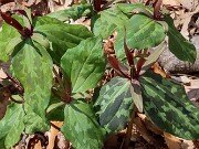 Trillium aff. cuneatum ex Elbert Co. Ga. 20250416 0003