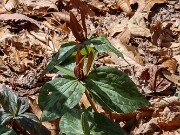 Trillium aff. cuneatum ex Elbert Co. Ga. 20250416 0004