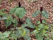 Trillium aff. cuneatum ex Stephens Co. Ga. 202504160002