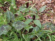 Trillium aff. cuneatum ex Stephens Co. Ga. 202504160005