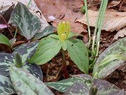 Trillium aff. cuneatum ex Stephens Co. Ga. 202504160007
