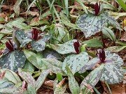 Trillium aff. cuneatum ex Stephens Co. Ga. 202504160008