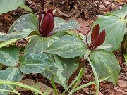 Trillium aff. cuneatum ex Stephens Co. Ga. 202504160010