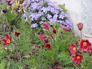 Viola pedata 20250416 0001