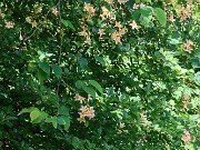 Rhododendron No ID 20250629 0001