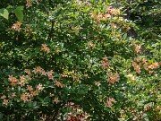 Rhododendron No ID 20250629 0002