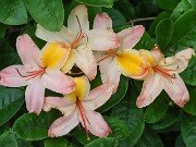 Rhododendron No ID 20250629 0004