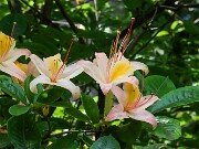 Rhododendron No ID 20250629 0005