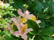 Rhododendron No ID 20250629 0006