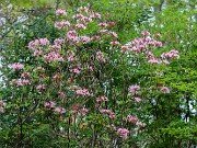 Rhododendron canescens 20250426 0001