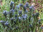 Amsonia Storm Cloud 20250416 0001