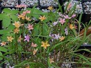 Claytonia virginica f. lutea hybrids 20250404 0002
