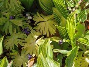 Convallaria Cv. 20250427 0002