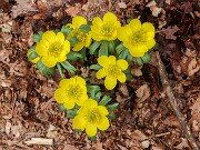 Eranthis hyemalis Hafod 202503120001