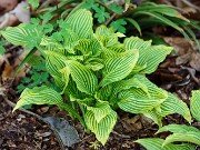 Hosta rectifolia Mito-no-hana 202504270001