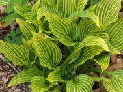 Hosta rectifolia Mito-no-hana 202504270004