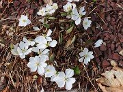 Jeffersonia dubia alba 202503129 0001