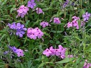 Phlox stolonifera Wister's Pink 20250422 0001