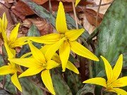 Erythronium