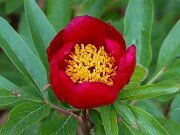 Paeonia