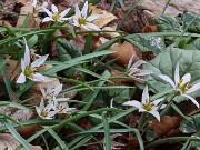 Amana (Tulipa) edulis 202503129 0016
