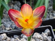 Crocus