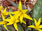Erythronium