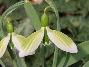 Galanthus