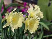 Narcissus