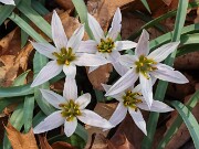 Other Geophytes