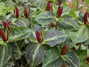 Trillium