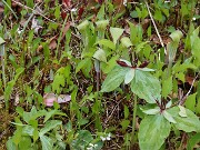 Arisaema triphyllum ssp. pusillum 20250427 0004