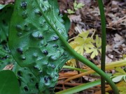 Arum Black Pustulate Form 20250508 0010