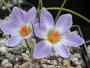 Crocus adamii 20250129 0002