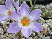 Crocus adamii 20250129 0004