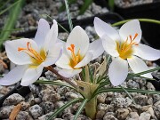 Crocus biflorus x chrysanthus albus 20250129 0004
