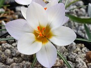 Crocus biflorus x chrysanthus albus 20250129 0012