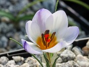 Crocus bowlesianus 20250122 0002