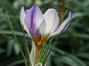Crocus bowlesianus 20250122 0003
